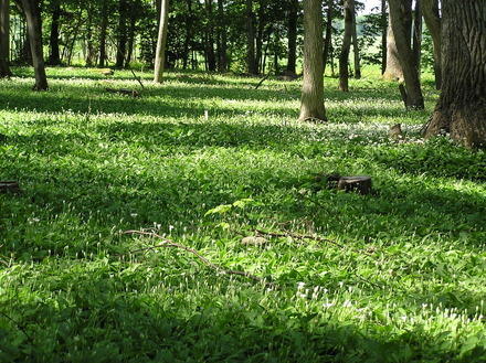 <i>Munkängarna - en vit och grön matta av Ramslök!</I>